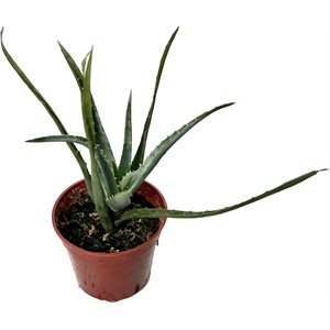 ALOES Blue Elf 2½"