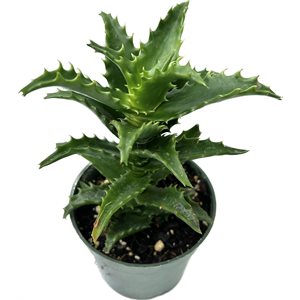 ALOES Congolensis 4"