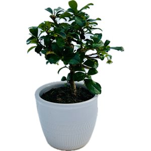 BONSAÏ Mini Ficus 4"