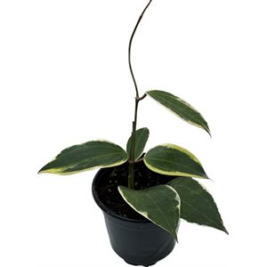 HOYA Macrophylla Variegata 4''