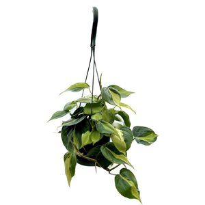 PHILODENDRON Brazil 6½" PS