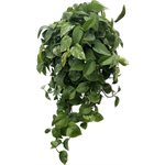 POTHOS Marble Queen 8'' PS