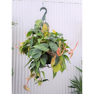 PHILODENDRON Brazil 8" PS