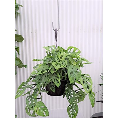 PHILODENDRON Swiss Cheese 8" PS
