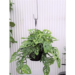 PHILODENDRON Swiss Cheese 8" PS
