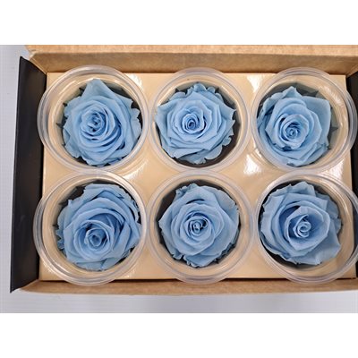 Rose Éternelle boîte de 6 -Bleu- Graceful Baby Blue