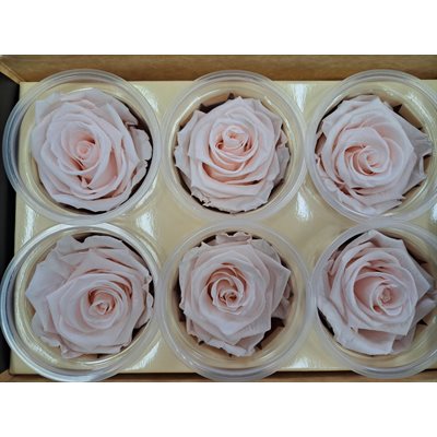Rose Éternelle boîte de 6- Rose- Fascinating Porcelaine