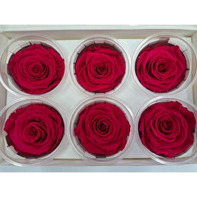 Rose Éternelle boîte de 6- Rose Foncé - Valentine