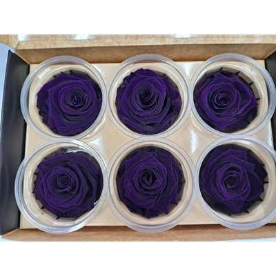 Rose Éternelle boîte de 6- Mauve- Charming purple