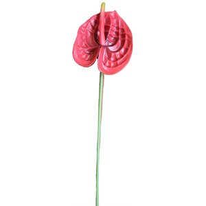 Anthurium mini sur tige 20" Rouge