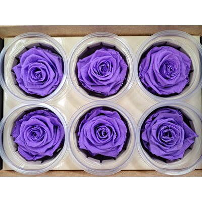 Rose Éternelle boîte de 6 Mauve GLAMOROUS (lilas foncé)