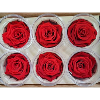Rose Éternelle boîte de 6 Rouge Passionate
