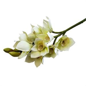 Cymbidium Orchid (9) 19" Blanc