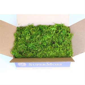 Boîte Mousse (Moss) préservé (3lbs)