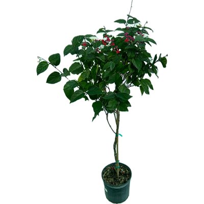 CLERODENDRON Arbre 10"